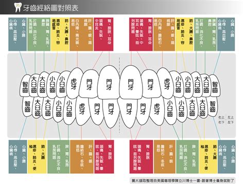 牙齒經絡|牙齒和經絡及其對全身之影響 (一)－巨樺牙醫｜痞客